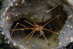Arrow crab in Honduras. by Michael Shope 